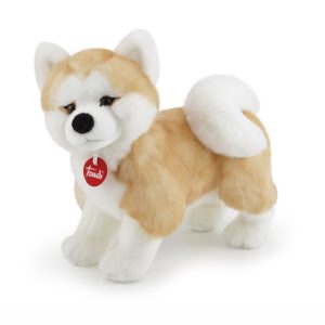 Akita Ascanio M